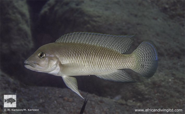 Neolamprologus cf. modestus 'Mbofula Points'